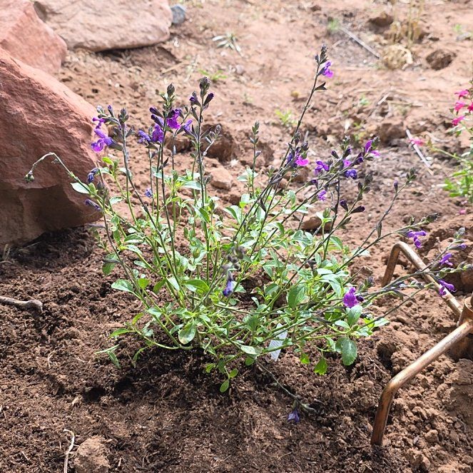Photo of the plant species Purple Sage by @ReassuringMoss9 named Fernie Mac on Greg, the plant care app
