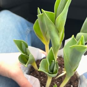 Photo of the plant species Orange Tulip by @NewBoneset14 named Bigleef Smalls on Greg, the plant care app