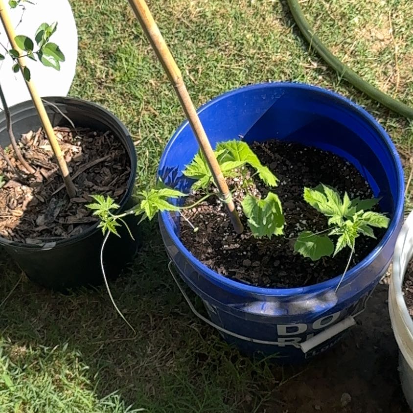 Photo of the plant species Bitter Melon by @DurableNeslia85 named Kobe on Greg, the plant care app