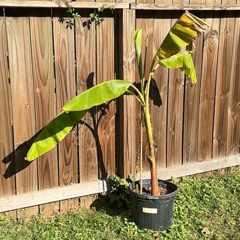 Photo of the plant species Blue Java Banana Tree by @DurableNeslia85 named Girlfrond on Greg, the plant care app