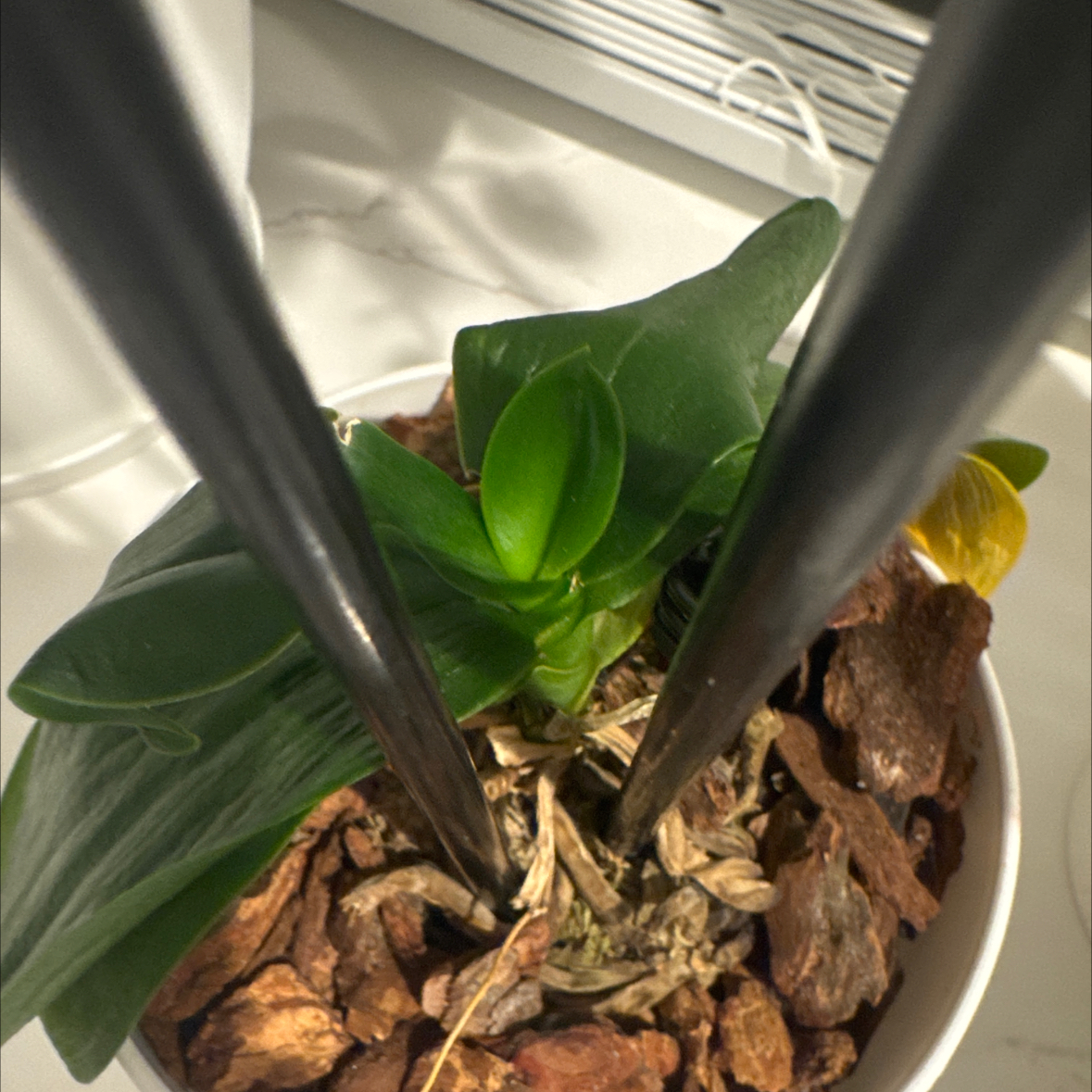 Captain Plant-it