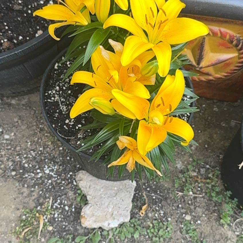 Photo of the plant species Yellow Lily by @GutsyRedhill5 named Emma on Greg, the plant care app