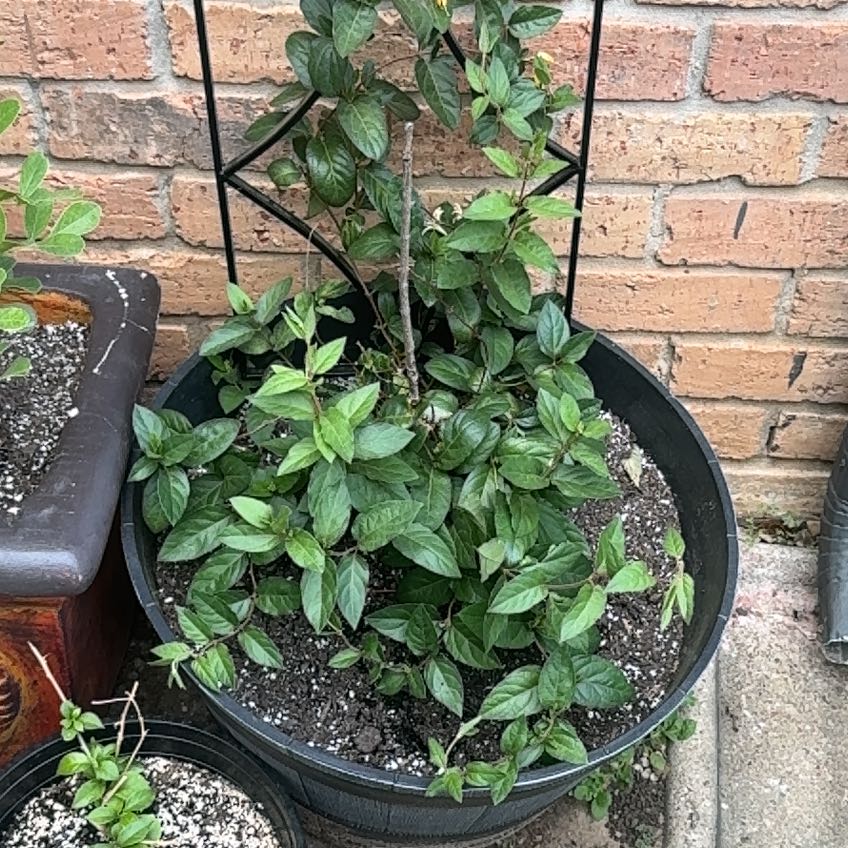 Photo of the plant species Purple Honeysuckle by @GutsyRedhill5 named Prince on Greg, the plant care app