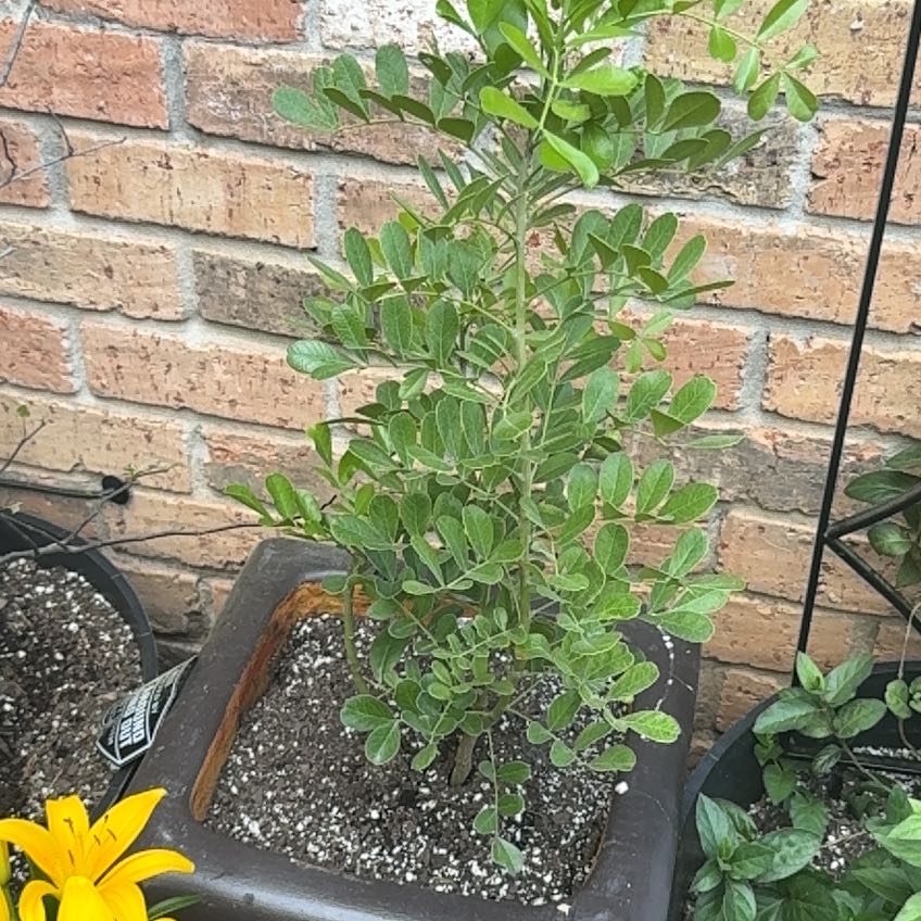 Photo of the plant species Texas Mountain Laurel by @GutsyRedhill5 named Purple drank on Greg, the plant care app