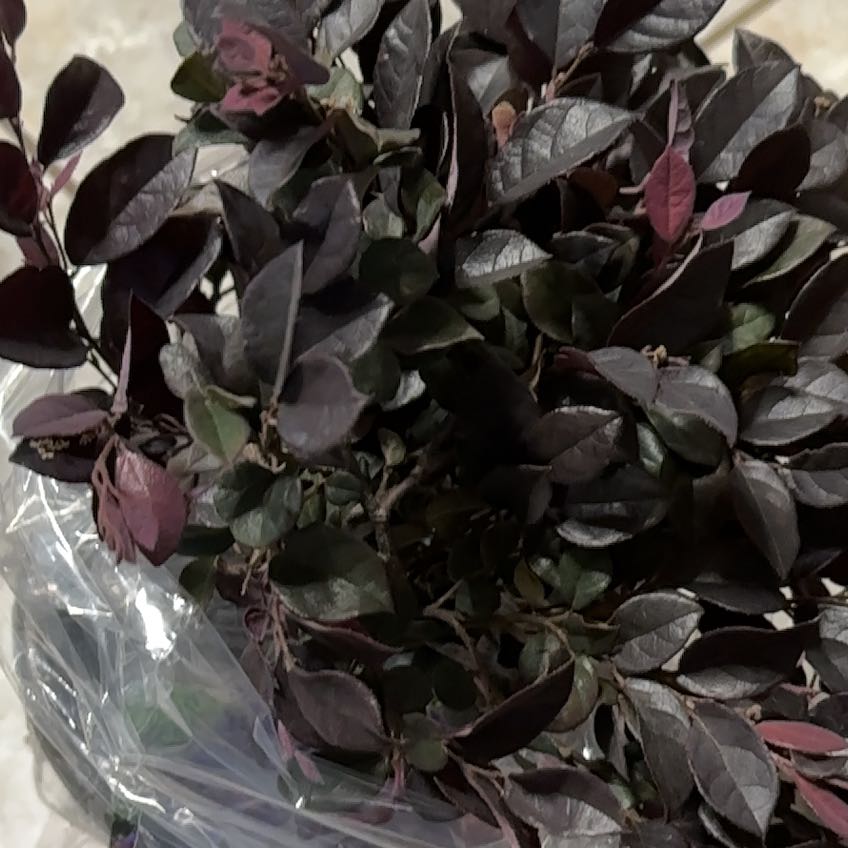 Photo of the plant species Chinese Fringe Flower by @ActualKowhai21 named Orwell on Greg, the plant care app