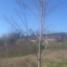 Photo of the plant species American Sycamore by @AssuredTaro21 named Osmo on Greg, the plant care app