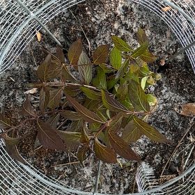 Photo of the plant species Sonic Bloom Weigela by @FabPeony88 named Leaf Erickson on Greg, the plant care app