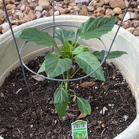 Photo of the plant species Hot Banana Pepper by @StoutAgarito9 named Darwin on Greg, the plant care app