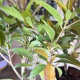 Photo of the plant species Sapote by @GemOrpine19 named Foxxy on Greg, the plant care app