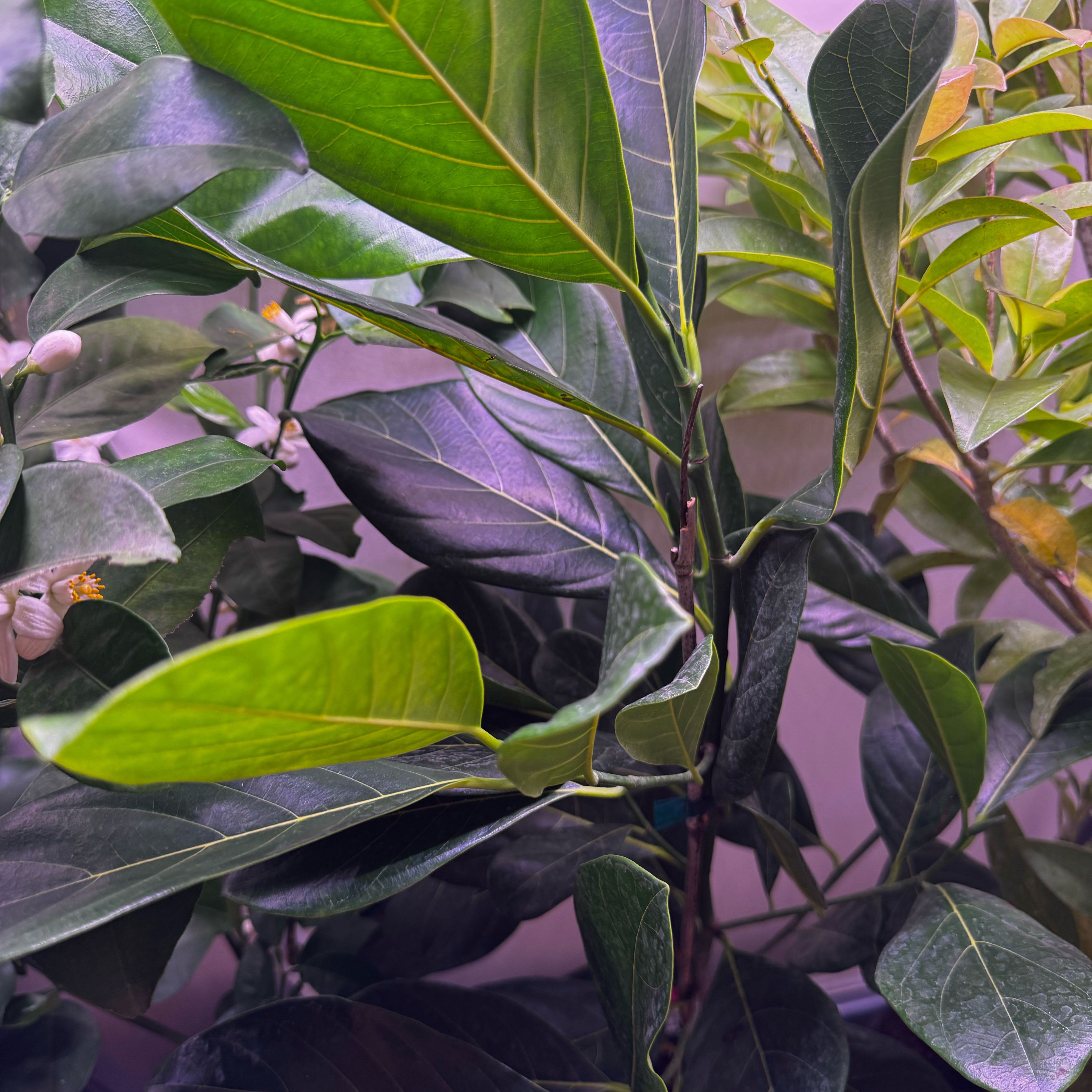 Photo of the plant species Jackfruit by @GemOrpine19 named Rainier on Greg, the plant care app