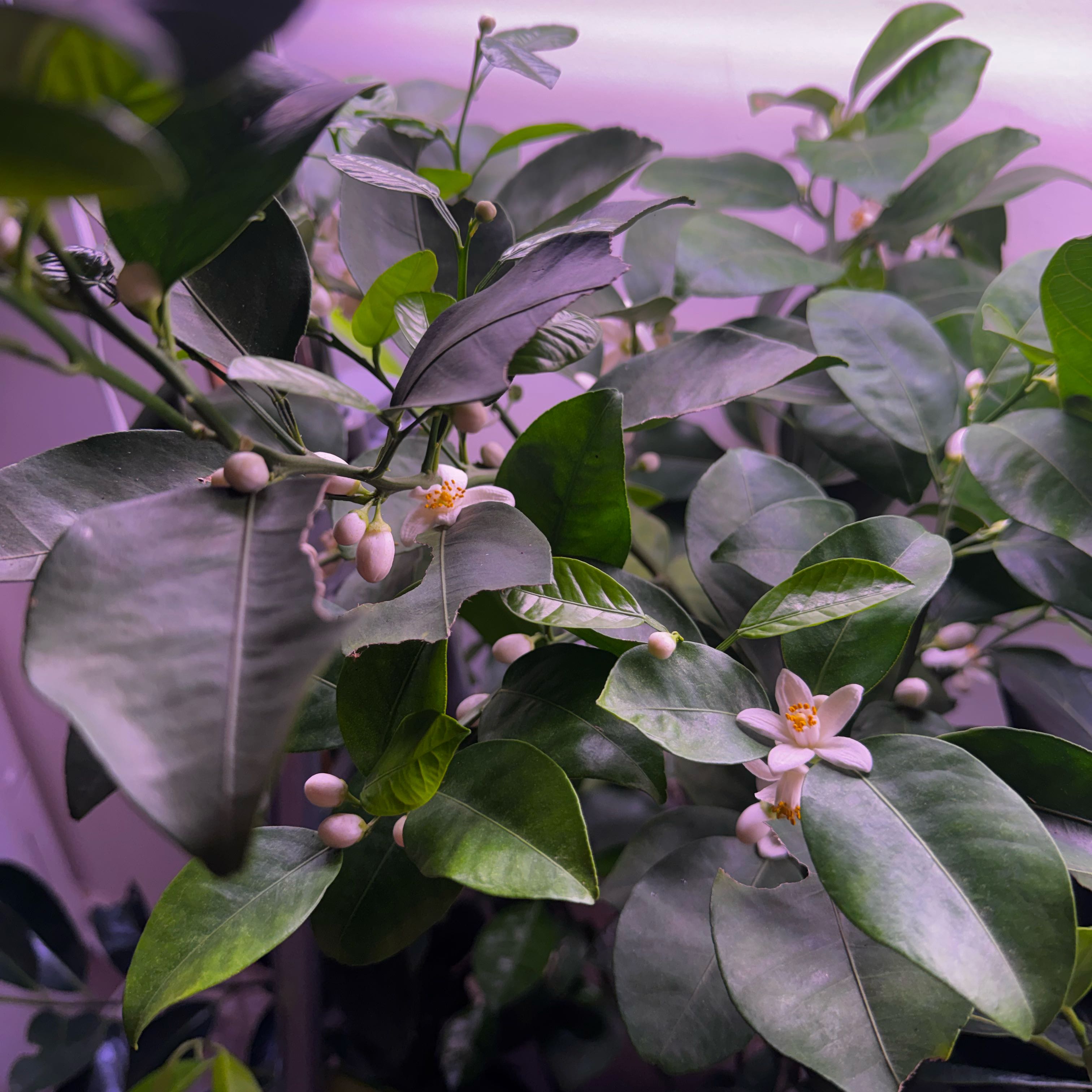 Photo of the plant species lemon tree by @GemOrpine19 named Eva on Greg, the plant care app