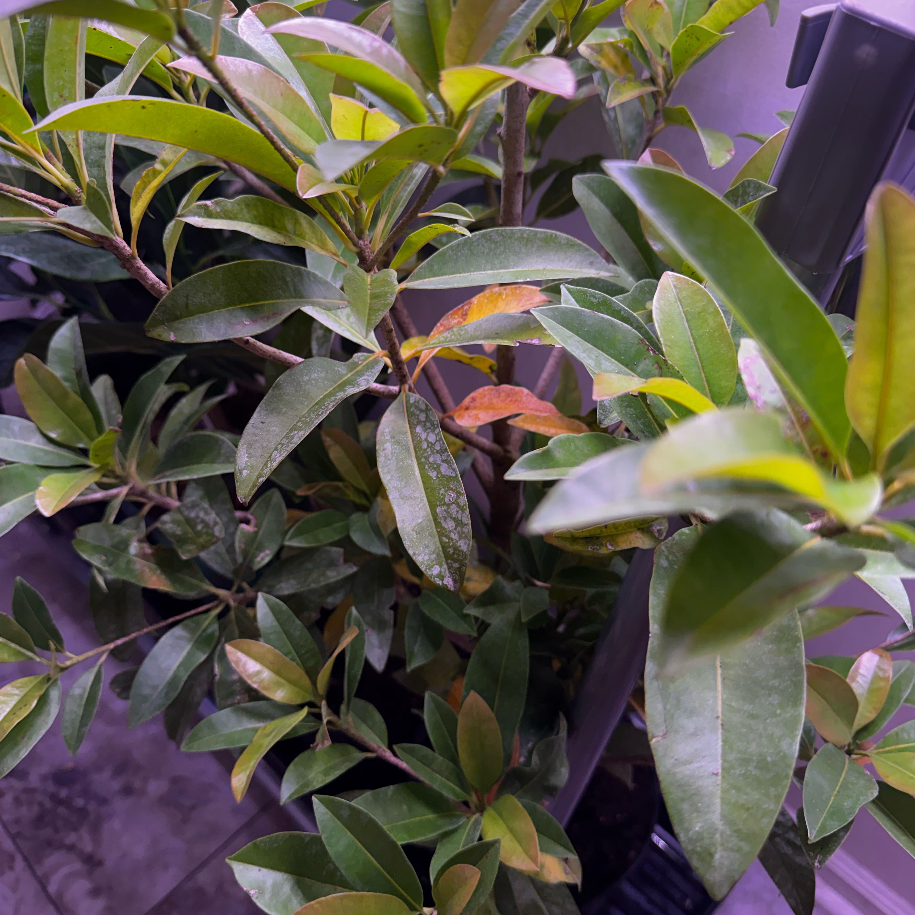 Photo of the plant species Sapote by @GemOrpine19 named Demi on Greg, the plant care app