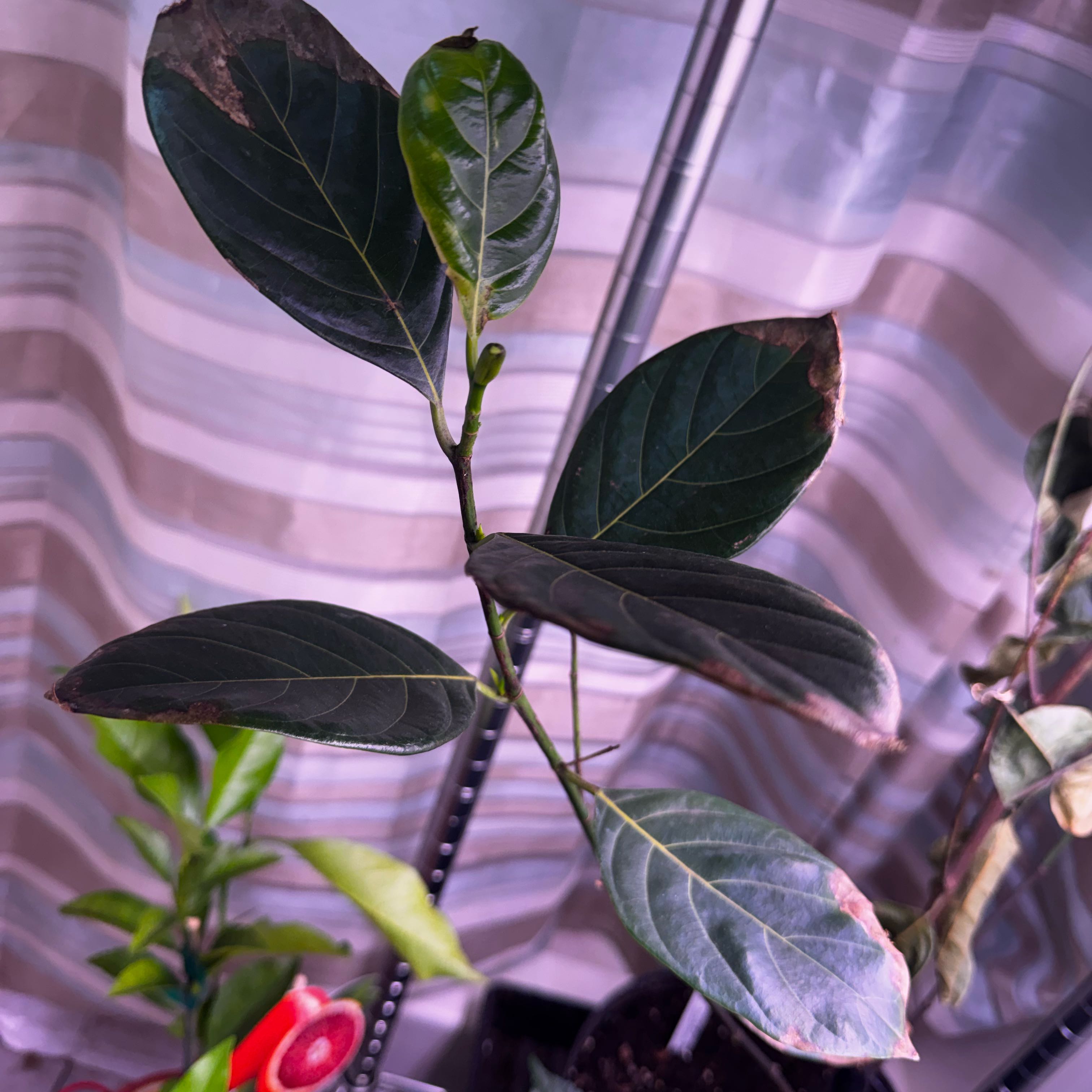 Photo of the plant species Jackfruit by @GemOrpine19 named Dolores on Greg, the plant care app