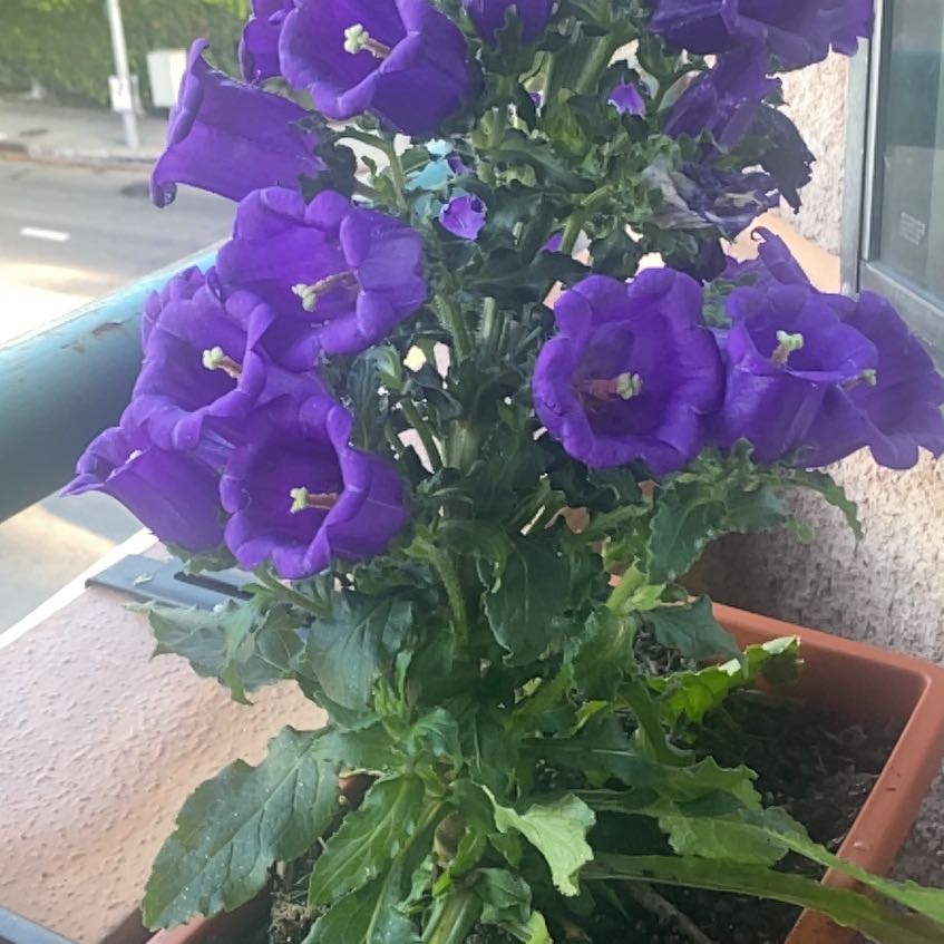 Photo of the plant species Canterbury Bells by @FamedSunstar45 named Demi on Greg, the plant care app