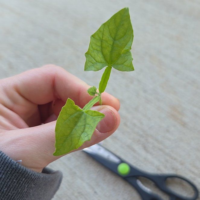 Photo of the plant species Creeping Cucumber by @PureKermesoak26 named Beyonce on Greg, the plant care app
