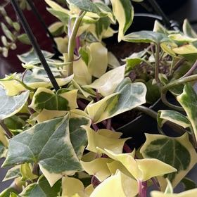 Photo of the plant species Wax Ivy by @SuppleMullein42 named Hamilton on Greg, the plant care app