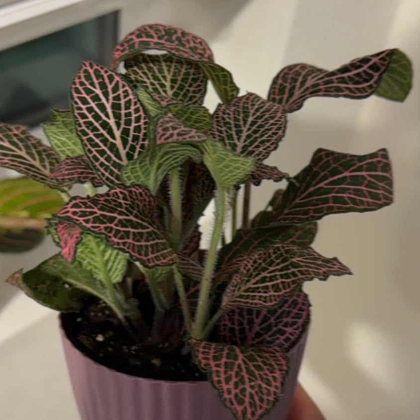 Photo of the plant species 'Ruby Red' Nerve Plant by @FastChilli73 named Beyonce on Greg, the plant care app