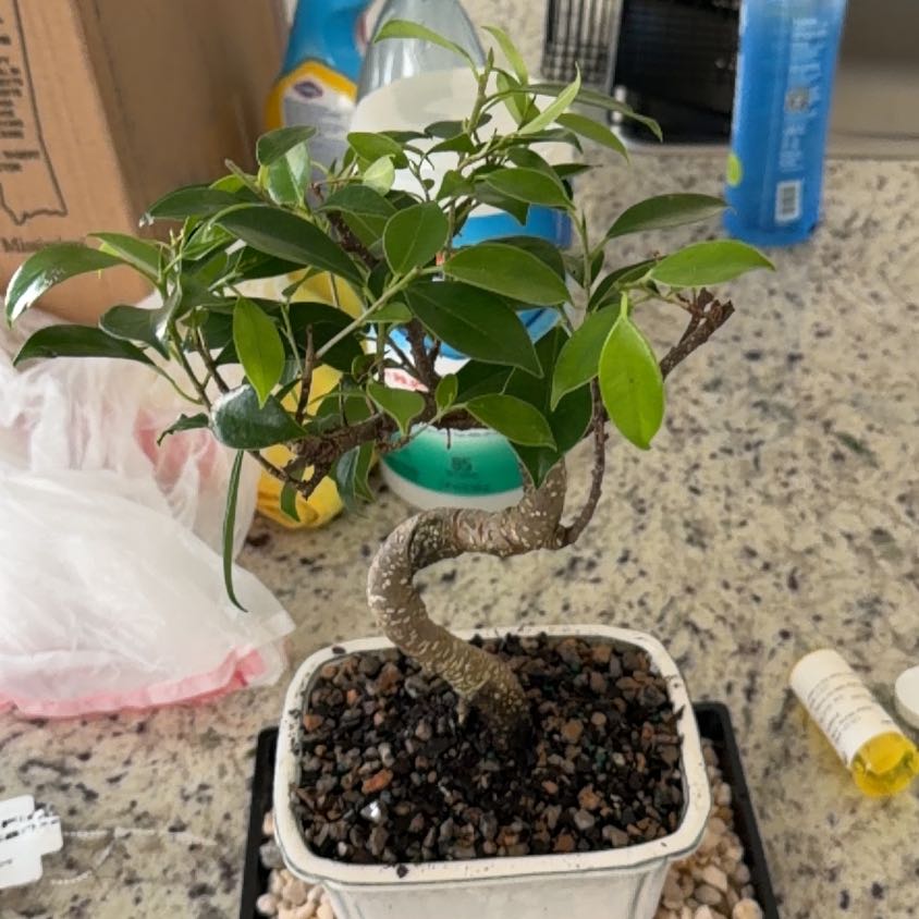 Photo of the plant species Ficus Bonsai by @FastChilli73 named Kobe on Greg, the plant care app