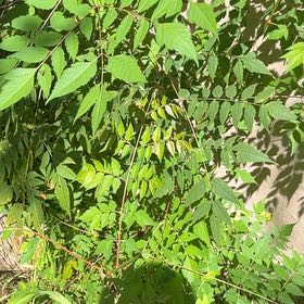 Photo of the plant species Golden Rain Tree by @FullOxtongue27 named Sahara on Greg, the plant care app