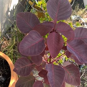 Photo of the plant species Caribbean Copper Plant by @FullOxtongue27 named Beyonce on Greg, the plant care app