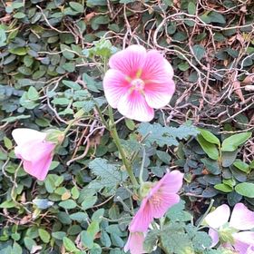 Photo of the plant species Royal Mallow by @FullOxtongue27 named Eva on Greg, the plant care app