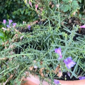 Photo of the plant species Purple Toadflax by @FullOxtongue27 named Remington on Greg, the plant care app