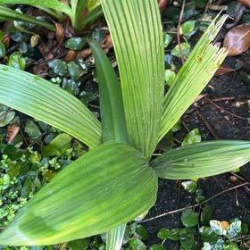 Photo of the plant species Bungalow Palm by @FullOxtongue27 named Robert Plant on Greg, the plant care app