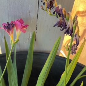 Photo of the plant species Common Freesia by @UrbaneEspicia89 named Kendall on Greg, the plant care app