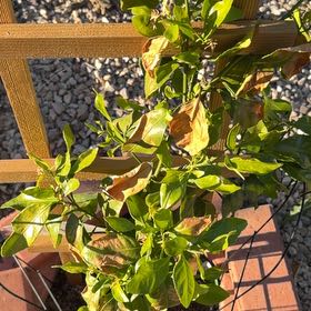 Photo of the plant species Sumo Tangerine by @UrbaneEspicia89 named Nemo on Greg, the plant care app