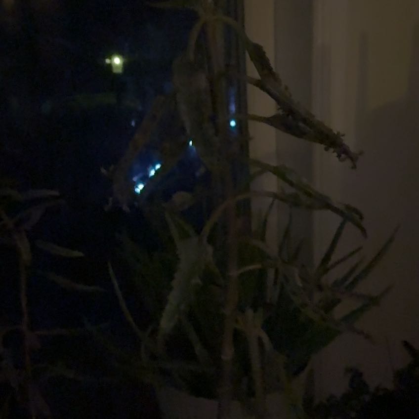 Photo of the plant species Houghton's Hybrid by @EpitomeMaypop54 named Morgan Treeman on Greg, the plant care app