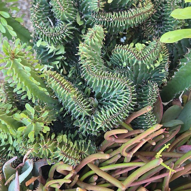 Photo of the plant species Canada Balsam by @LargeWeed85 named Dolores on Greg, the plant care app