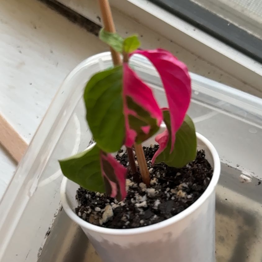 Photo of the plant species Mai Tai Alternanthera by @CerebralPecan31 named Marilyn on Greg, the plant care app
