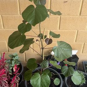 Photo of the plant species Sea Hibiscus by @LitheWeed48 named Cleopatra on Greg, the plant care app