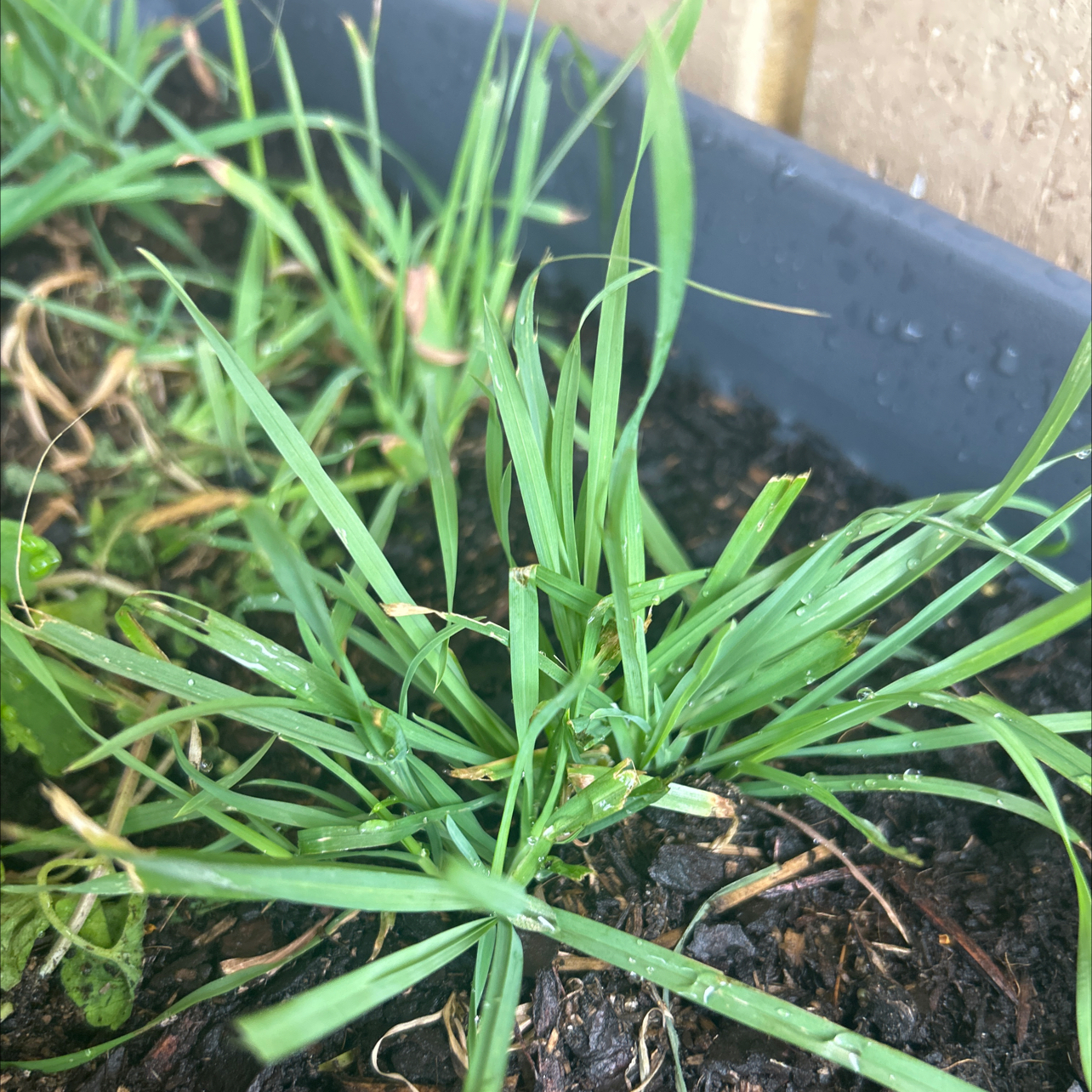 Photo of the plant species cat grass by @LitheWeed48 named Kat on Greg, the plant care app