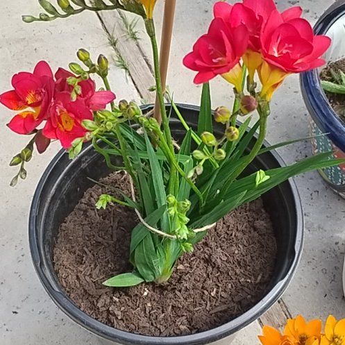 Photo of the plant species Common Freesia by @BossWolfsmilk31 named Peter Parker on Greg, the plant care app