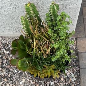 Photo of the plant species Myrtle Spurge by @DeanWoodfern67 named Tolkien on Greg, the plant care app