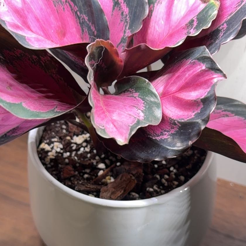 Photo of the plant species calathea rosy by @FunPunanova19 named Calathea - Roseo Picta Rosy on Greg, the plant care app