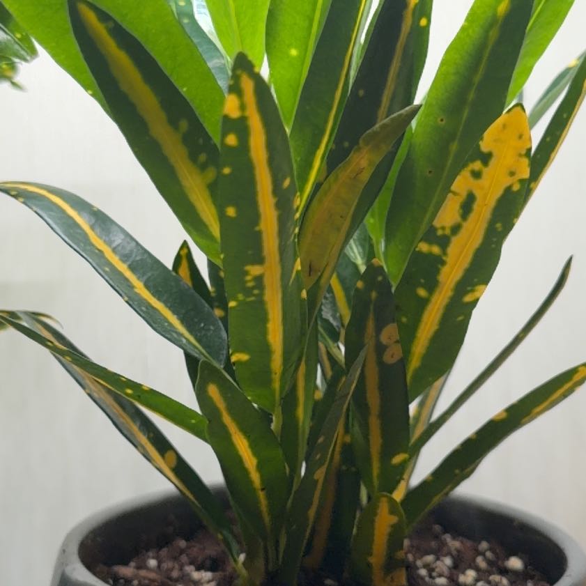 Photo of the plant species Sunny Star Croton by @FunPunanova19 named Croton - Sun Star on Greg, the plant care app