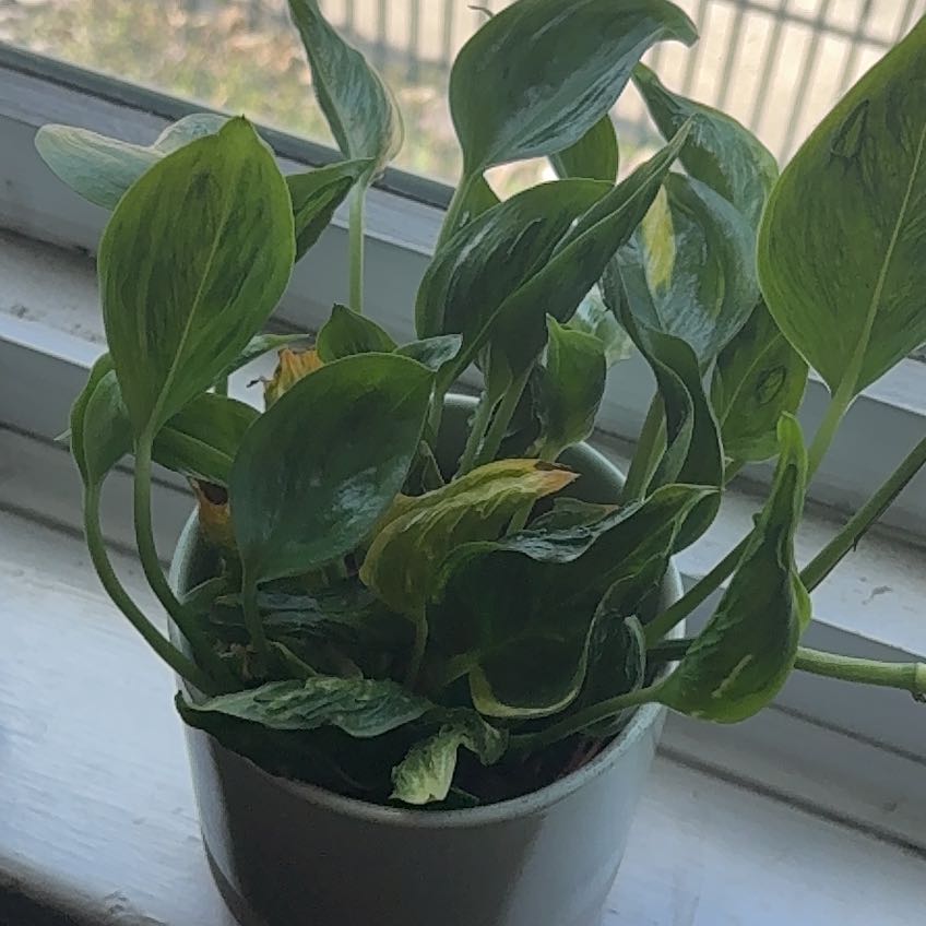 Photo of the plant species Pothos 'Shangri La' by @DoyenneGabisan named Planty on Greg, the plant care app