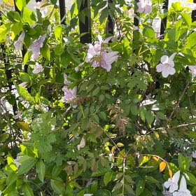 Photo of the plant species Zimbabwe creeper by @CivilFuscia17 named Bigleef Smalls on Greg, the plant care app