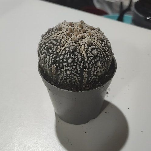 Photo of the plant species Sand Dollar Cactus by @MaterialRat named Bagel on Greg, the plant care app