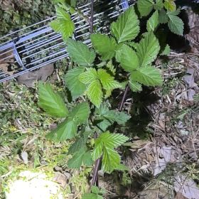Photo of the plant species Armenian Blackberry by @ChosenAgboy13 named Messi on Greg, the plant care app