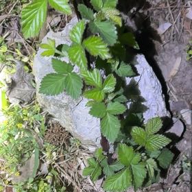 Photo of the plant species Blackberry by @ChosenAgboy13 named Austen on Greg, the plant care app