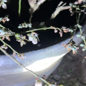 Photo of the plant species Black Highbush Blueberry by @ChosenAgboy13 named Taylor Swift on Greg, the plant care app