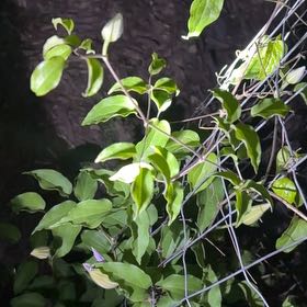 Photo of the plant species Flame Lily by @ChosenAgboy13 named Harper on Greg, the plant care app
