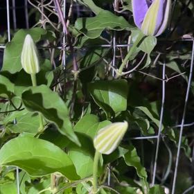 Photo of the plant species Bluebill by @ChosenAgboy13 named Demi on Greg, the plant care app