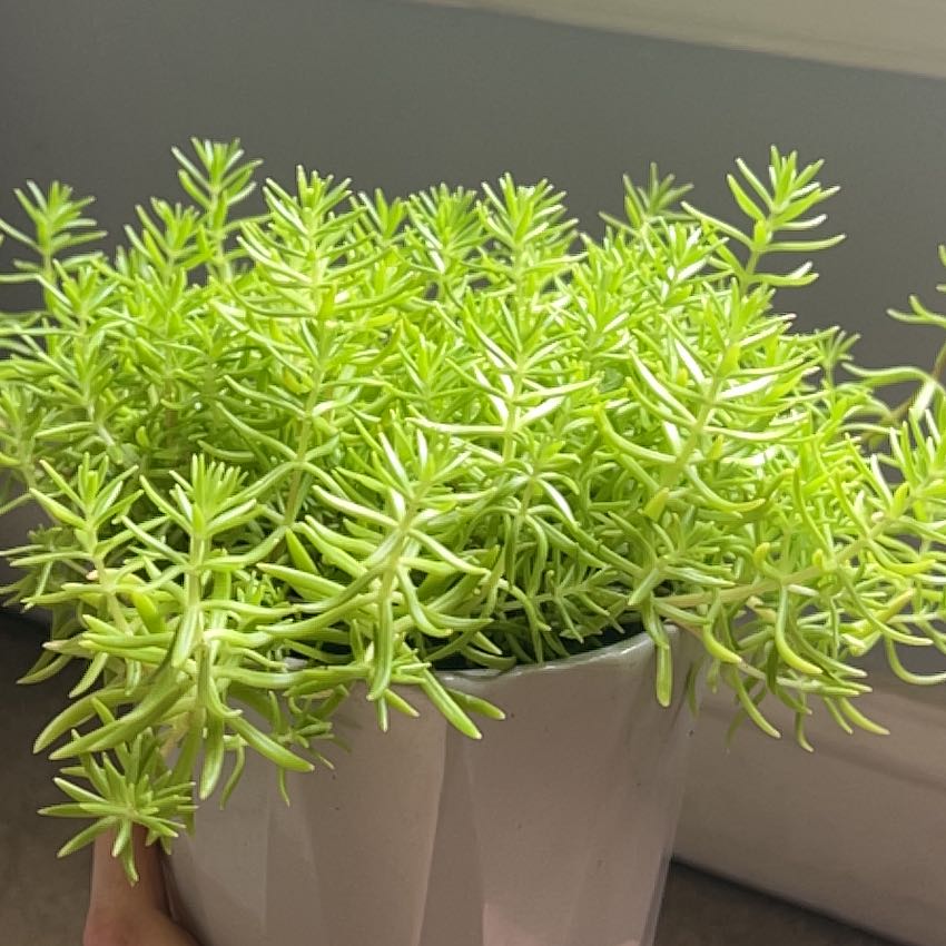 Healthy Annual Stonecrop plant in a white pot with vibrant green leaves.