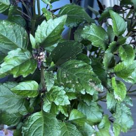 Photo of the plant species Mona Lavender by @AssuredPapaya named da Vinci on Greg, the plant care app