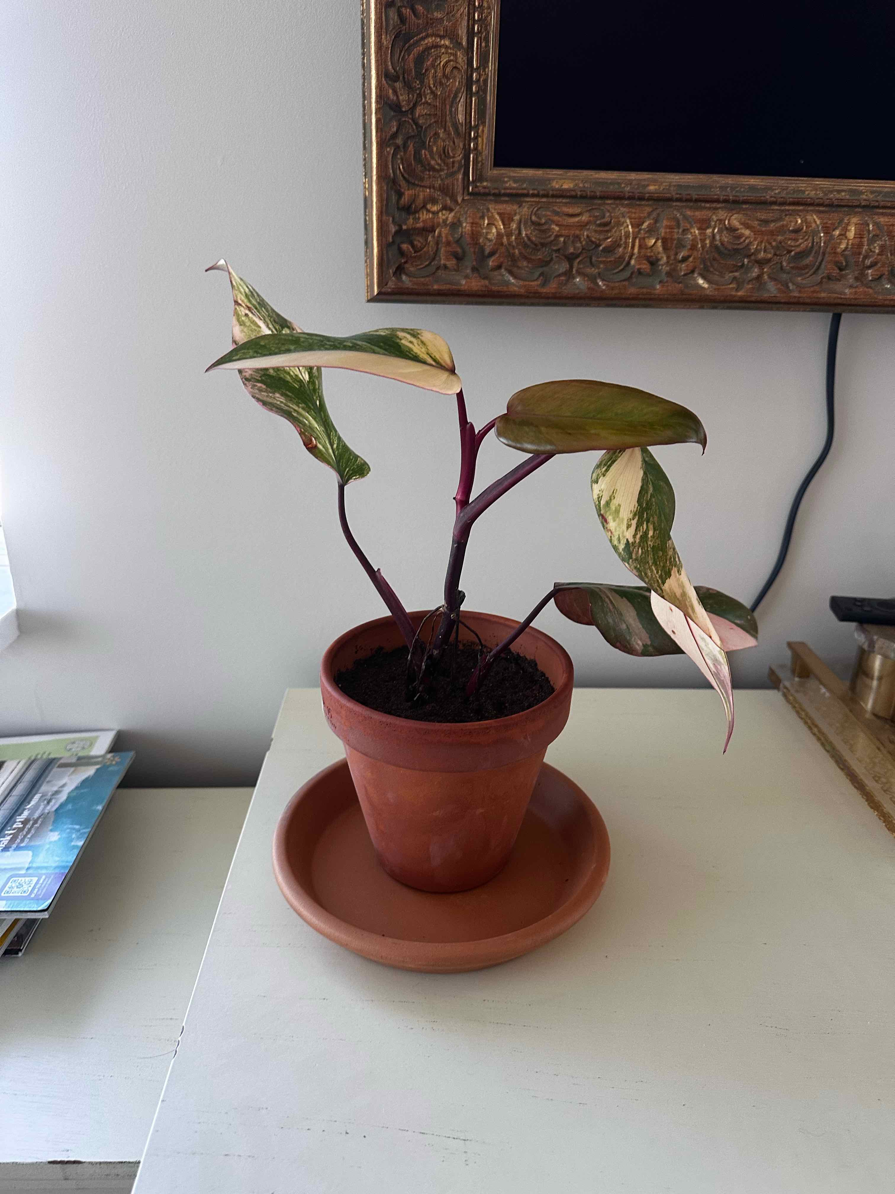 Photo of the plant species Strawberry Shake Philodendron by @ImpishFenorchid named Bebe on Greg, the plant care app