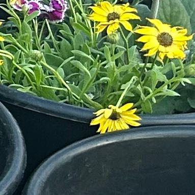 Photo of the plant species African Bush Daisy by @DaintySalad35 named Rainier on Greg, the plant care app